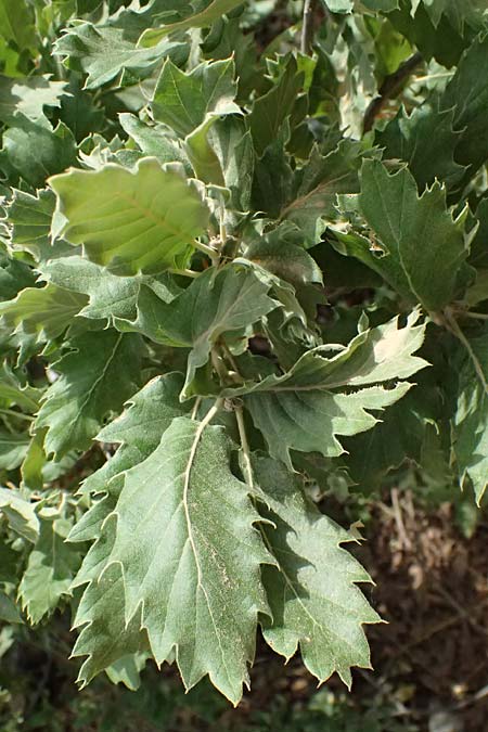 Quercus ithaburensis subsp. macrolepis \ Wallonen-Eiche, GR Peloponnes, Taygetos, Neochori 26.5.2024