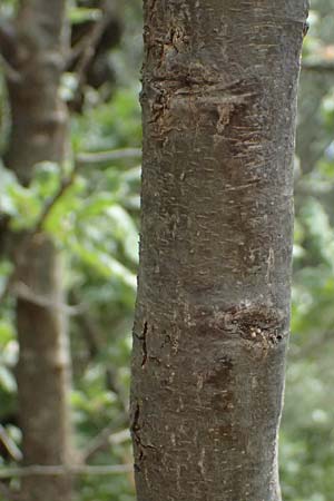 Quercus ithaburensis subsp. macrolepis \ Wallonen-Eiche, GR Peloponnes, Taygetos, Neochori 26.5.2024