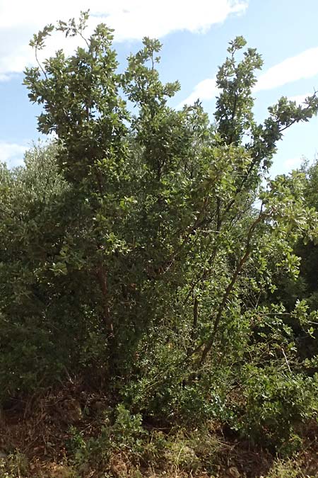 Quercus ithaburensis subsp. macrolepis \ Wallonen-Eiche, GR Peloponnes, Taygetos, Neochori 26.5.2024