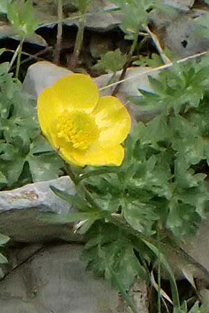 Ranunculus sartorianus \ Sartorius' Hahnenfu, GR Peloponnes, Chelmos 18.5.2024