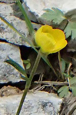 Ranunculus sartorianus \ Sartorius' Hahnenfu, GR Peloponnes, Chelmos 18.5.2024