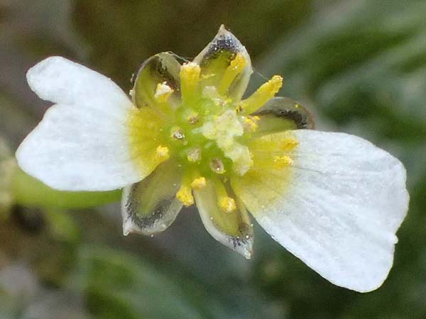 Ranunculus baudotii \ Baudots Wasser-Hahnenfu� / Baudot's Water Crowfoot, GR Peloponnes, Mt. Kyllini, Limni Dasiou 21.5.2024