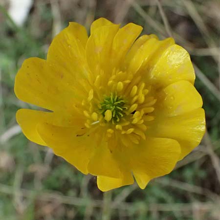 Ranunculus sartorianus \ Sartorius' Hahnenfu, GR Peloponnes, Chelmos 18.5.2024