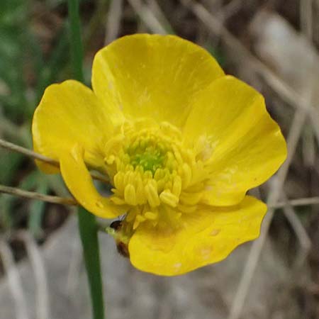 Ranunculus sartorianus \ Sartorius' Hahnenfu, GR Peloponnes, Chelmos 18.5.2024