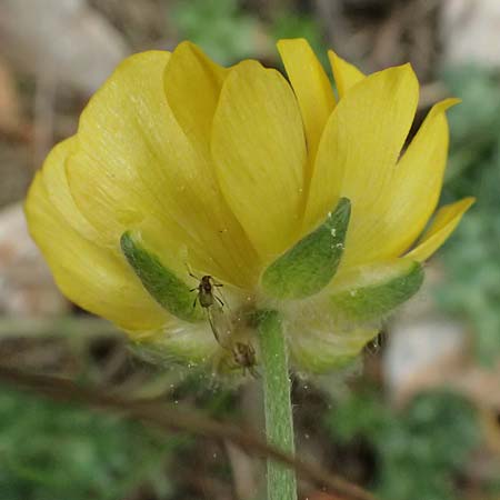 Ranunculus sartorianus \ Sartorius' Hahnenfu, GR Peloponnes, Chelmos 18.5.2024
