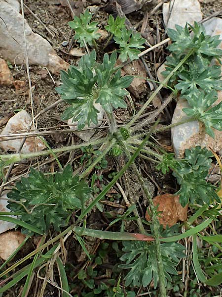 Ranunculus sartorianus \ Sartorius' Hahnenfu, GR Peloponnes, Chelmos 18.5.2024