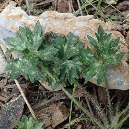 Ranunculus sartorianus \ Sartorius' Hahnenfu, GR Peloponnes, Chelmos 18.5.2024