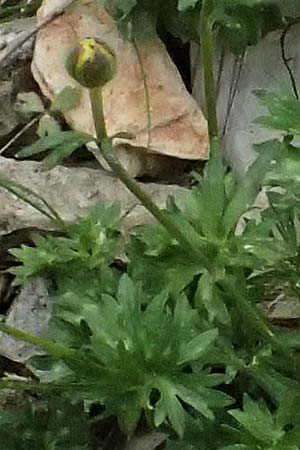 Ranunculus sartorianus \ Sartorius' Hahnenfu, GR Peloponnes, Chelmos 18.5.2024