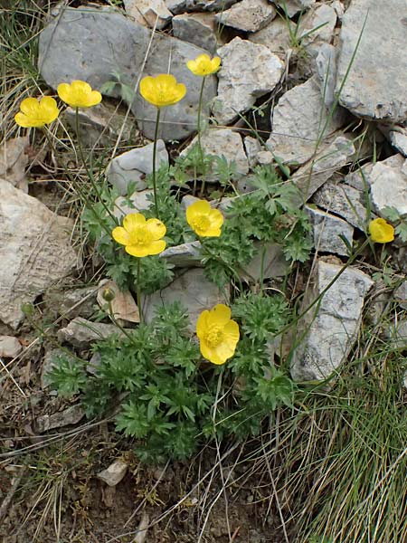 Ranunculus sartorianus \ Sartorius' Hahnenfu, GR Peloponnes, Chelmos 18.5.2024