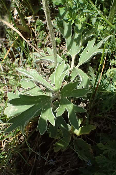 Ranunculus psilostachys \ Flaumiger Hahnenfu, GR Peloponnes, Saitas 19.5.2024