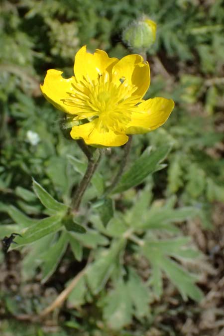 Ranunculus psilostachys \ Flaumiger Hahnenfu, GR Peloponnes, Saitas 19.5.2024