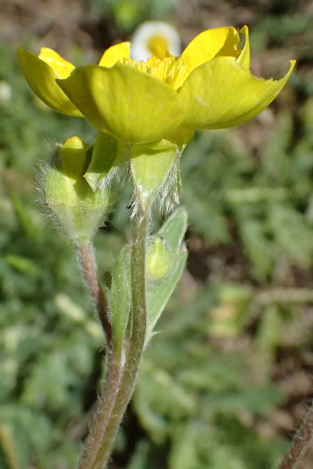 Ranunculus psilostachys \ Flaumiger Hahnenfu, GR Peloponnes, Saitas 19.5.2024