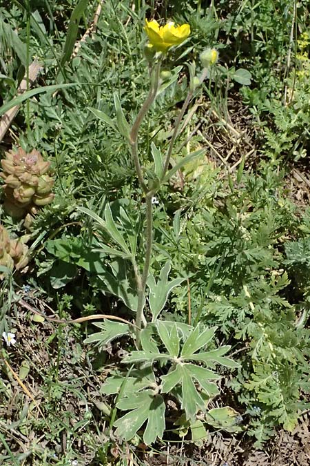 Ranunculus psilostachys \ Flaumiger Hahnenfu, GR Peloponnes, Saitas 19.5.2024