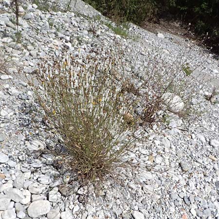 Reichardia picroides \ Bitterkraut-Reichardie, GR Peloponnes, Taygetos, Viros - Schlucht 25.5.2024