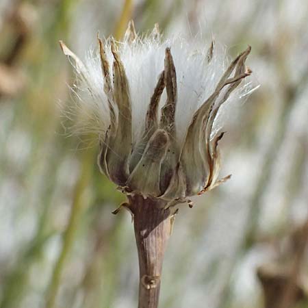 Reichardia picroides \ Bitterkraut-Reichardie, GR Peloponnes, Taygetos, Viros - Schlucht 25.5.2024
