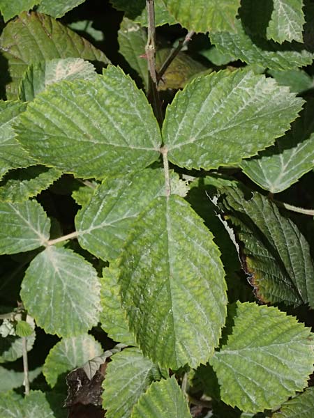Rubus sanctus \ Heilige Brombeere / Holy Bramble, GR Peloponnes, Mt. Kyllini, Evrostina 22.5.2024