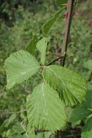 Rubus sanctus \ Heilige Brombeere / Holy Bramble, GR Peloponnes, Stoupa 26.5.2024