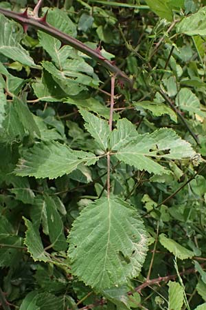 Rubus sanctus \ Heilige Brombeere / Holy Bramble, GR Peloponnes, Stoupa 26.5.2024