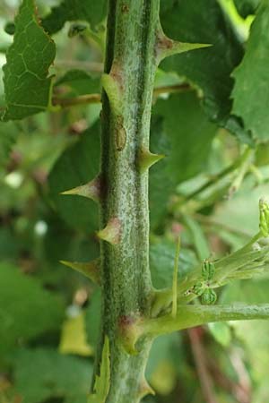 Rubus sanctus \ Heilige Brombeere / Holy Bramble, GR Peloponnes, Stoupa 26.5.2024