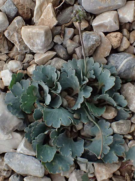 Ranunculus brevifolius \ Kurzblttriger Hahnenfu, GR Peloponnes, Chelmos 18.5.2024
