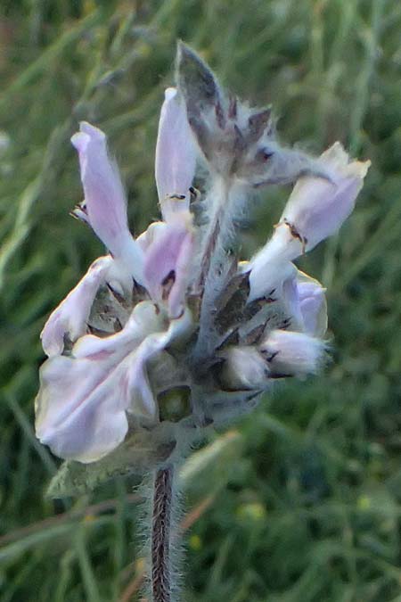 Stachys graeca \ Griechischer Ziest / Greek Woundwort, GR Peloponnes, Chelmos, Limni Doxa 22.5.2024