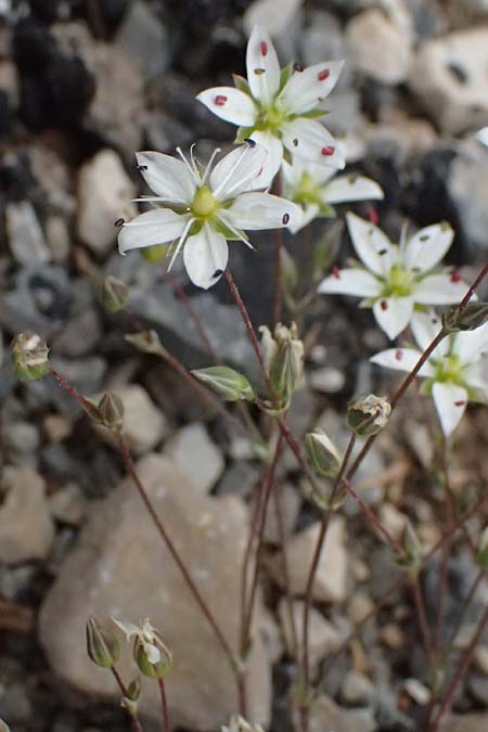 Sabulina attica \ Attische Miere / Attica Sandwort, GR Peloponnes, Chelmos 18.5.2024