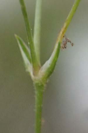 Sabulina attica \ Attische Miere / Attica Sandwort, GR Peloponnes, Saitas 19.5.2024