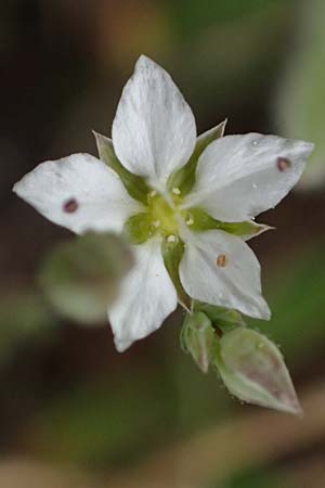 Sabulina attica \ Attische Miere / Attica Sandwort, GR Peloponnes, Mt. Kyllini, Ziria 21.5.2024