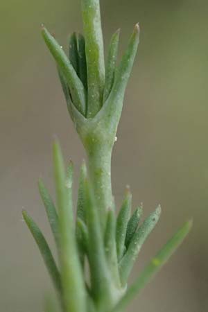 Sabulina attica \ Attische Miere / Attica Sandwort, GR Peloponnes, Mt. Kyllini, Ziria 21.5.2024
