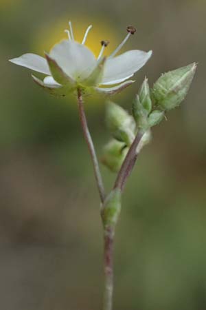 Sabulina attica \ Attische Miere / Attica Sandwort, GR Peloponnes, Mt. Kyllini, Ziria 21.5.2024