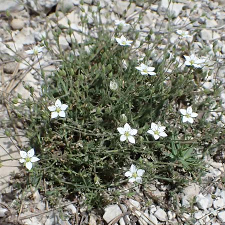 Sabulina attica \ Attische Miere / Attica Sandwort, GR Peloponnes, Mt. Kyllini, Ziria 21.5.2024