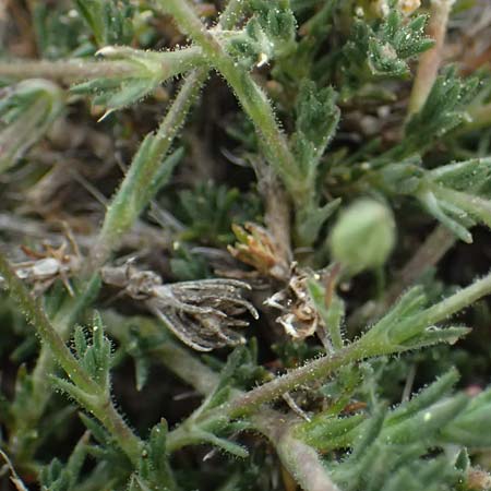 Sabulina attica \ Attische Miere / Attica Sandwort, GR Peloponnes, Mt. Kyllini, Ziria 21.5.2024