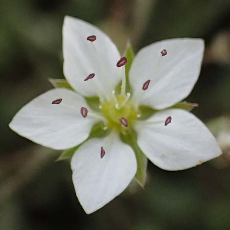 Sabulina attica \ Attische Miere / Attica Sandwort, GR Peloponnes, Mt. Kyllini, Ziria 21.5.2024