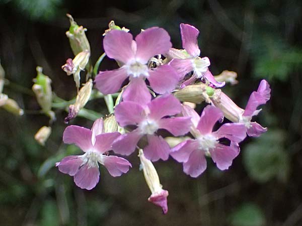 Silene atropurpurea \ Rotbl�hende Pechnelke / Sticky Catchfly, GR Peloponnes, Taygetos 27.5.2024