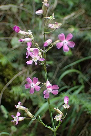 Silene atropurpurea \ Rotbl�hende Pechnelke / Sticky Catchfly, GR Peloponnes, Taygetos 27.5.2024