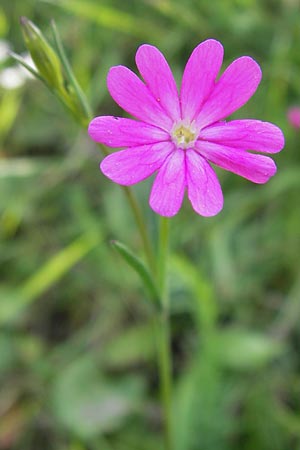 Silene cretica \ Kretisches Leimkraut / Cretan Campion, GR Peloponnes, Monemvasia 31.3.2013