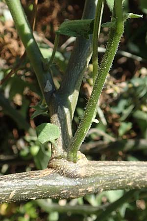 Solanum chenopodioides \ Gnsefublttriger Nachtschatten, Zierlicher Nachtschatten, GR Euboea (Evia), Istiea 27.8.2017