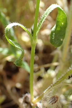 Silene colorata \ Farbiges Leimkraut / Mediterranean Catchfly, GR Hymettos 11.4.2024
