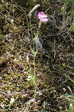 Silene colorata \ Farbiges Leimkraut / Mediterranean Catchfly, GR Hymettos 11.4.2024