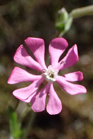 Silene colorata \ Farbiges Leimkraut / Mediterranean Catchfly, GR Hymettos 11.4.2024