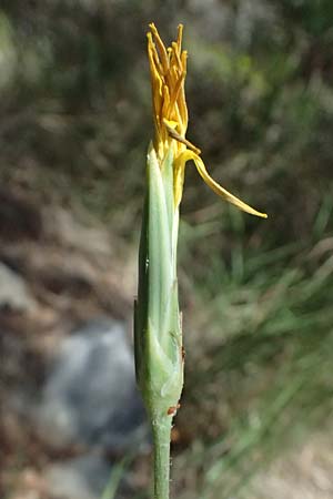 Scorzonera crocifolia \ Krokusbl�ttrige Schwarzwurzel, GR Hymettos 11.4.2024