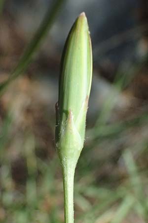 Scorzonera crocifolia \ Krokusbl�ttrige Schwarzwurzel, GR Hymettos 11.4.2024