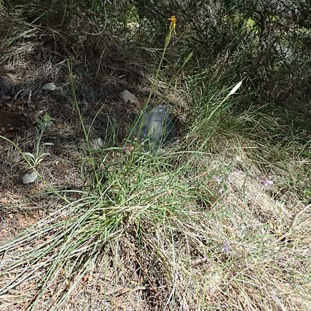 Scorzonera crocifolia \ Krokusbl�ttrige Schwarzwurzel, GR Hymettos 11.4.2024