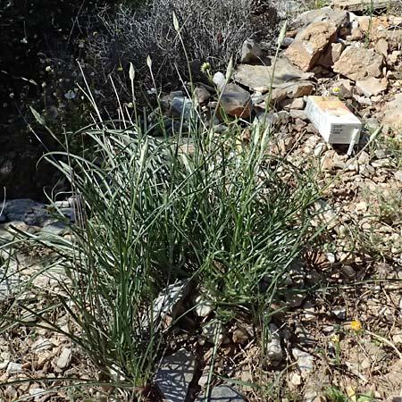 Scorzonera crocifolia \ Krokusbl�ttrige Schwarzwurzel, GR Hymettos 11.4.2024