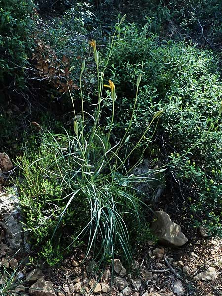 Scorzonera crocifolia \ Krokusbl�ttrige Schwarzwurzel, GR Hymettos 13.4.2024