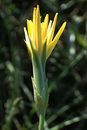 Scorzonera crocifolia \ Krokusbl�ttrige Schwarzwurzel, GR Hymettos 13.4.2024