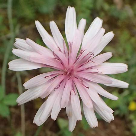 Crepis rubra / Pink Hawk's-Beard, GR Peloponnes, Chelmos 18.5.2024