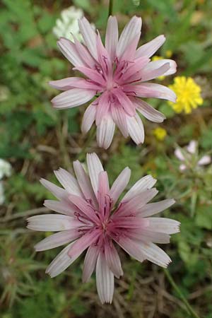 Crepis rubra / Pink Hawk's-Beard, GR Peloponnes, Chelmos 18.5.2024
