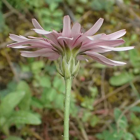 Crepis rubra / Pink Hawk's-Beard, GR Peloponnes, Chelmos 18.5.2024