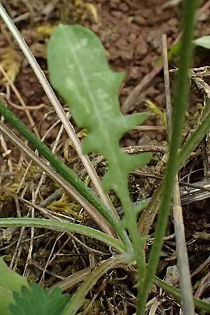 Crepis rubra / Pink Hawk's-Beard, GR Peloponnes, Chelmos 18.5.2024